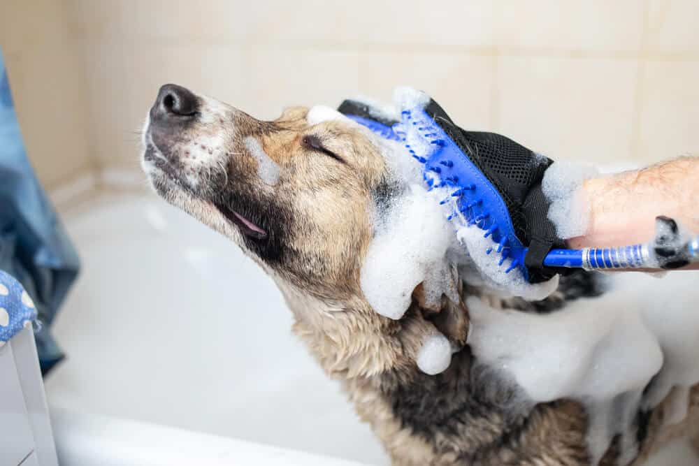 Dog taking a shower - Big Easy Bathtubs