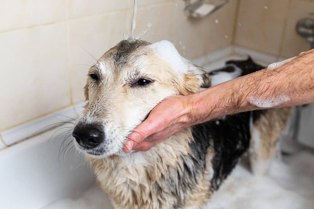 pet walk in tub- Big Easy bathtubs